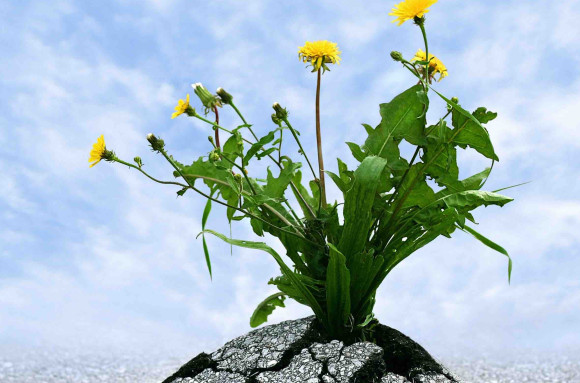 Letting Go of Anger Through Compassion